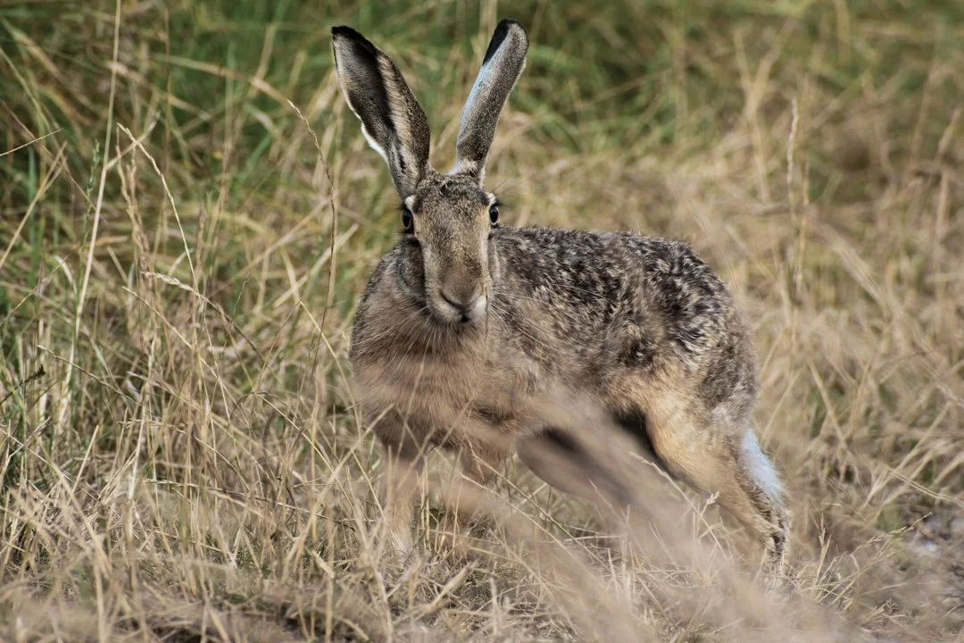 Hase und Kaninchen: Unterschiede erkennen
Verwechseln Sie noch immer Feldhasen und Wildkaninchen? Für Jäger, Naturbeobachter und Outdoor-Enthusiasten ist die korrekte An