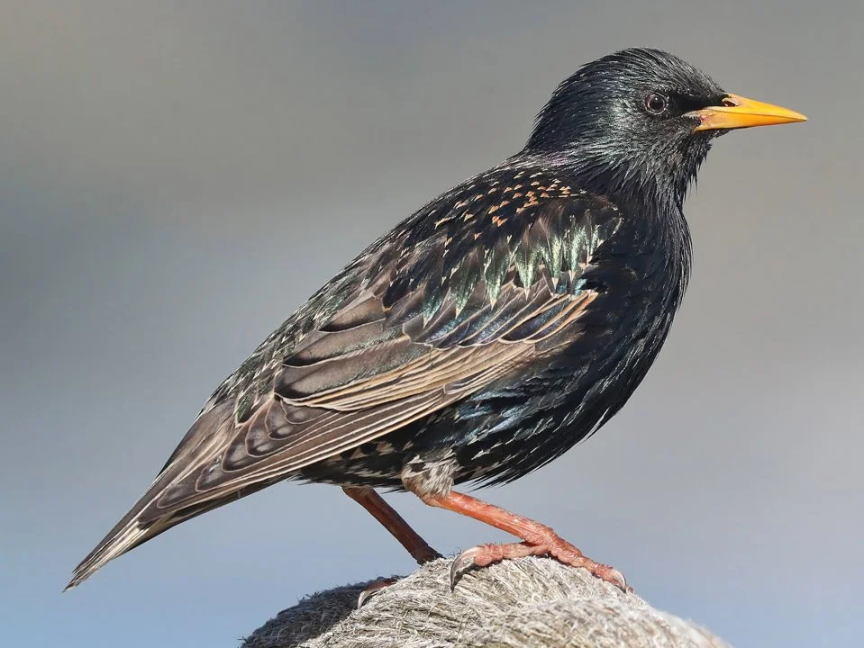AUSTRALIA
Non-indigenous Animals you can Hunt
Cat
Dog (other than dingo)  
Goat 
Hare 
Rabbit 
Pig
Common Starling (Sturnus vulgaris)
Common or Indian Myna (Acridotheres 