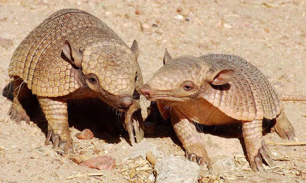 Cingulata, part of the superorder Xenarthra, is an order of armored New World placental mammals. Dasypodids and chlamyphorids, the armadillos, are the only surviving fami