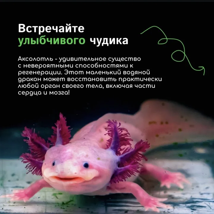 y Если бы в мире существовал конкурс на самое очаровательное существо с суперспособностями, аксолотль определенно взял бы главный приз.