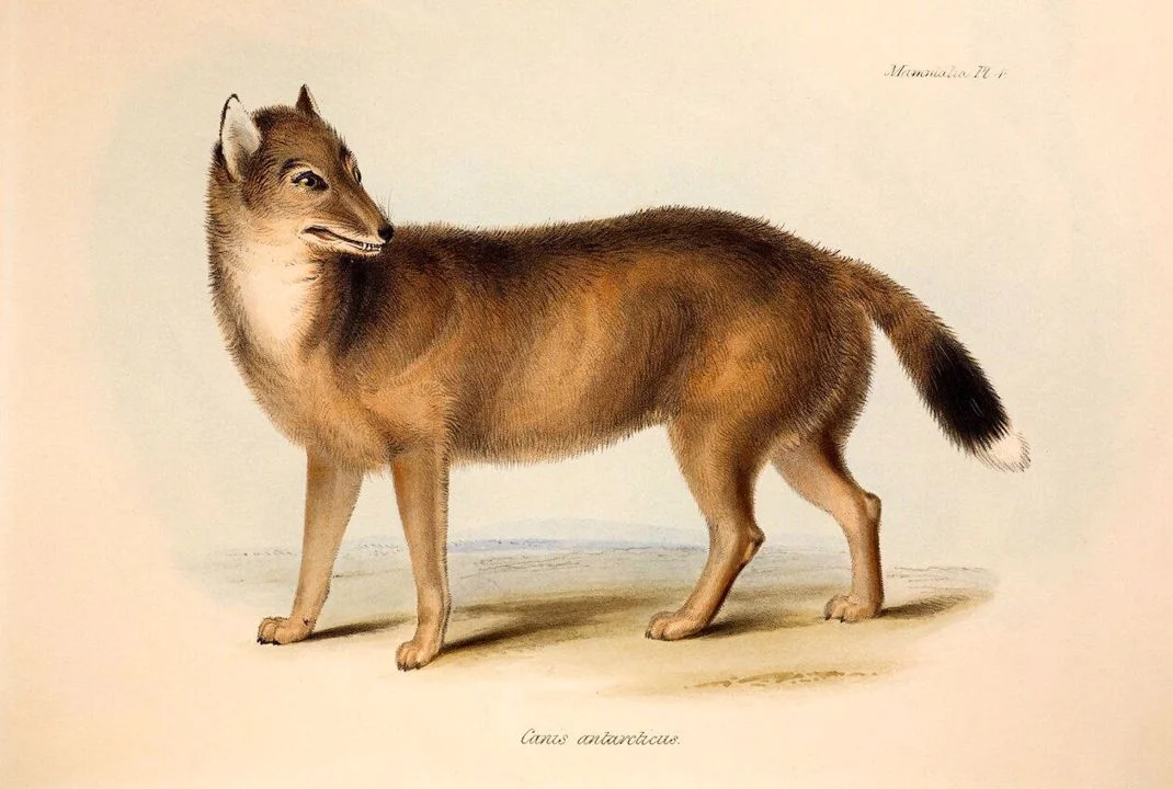 New clues may explain the mysterious origins of the Falklands wolf
Charcoal, bones, and tools suggest Indigenous seafarers inhabited the Falklands. It’s possible they ma