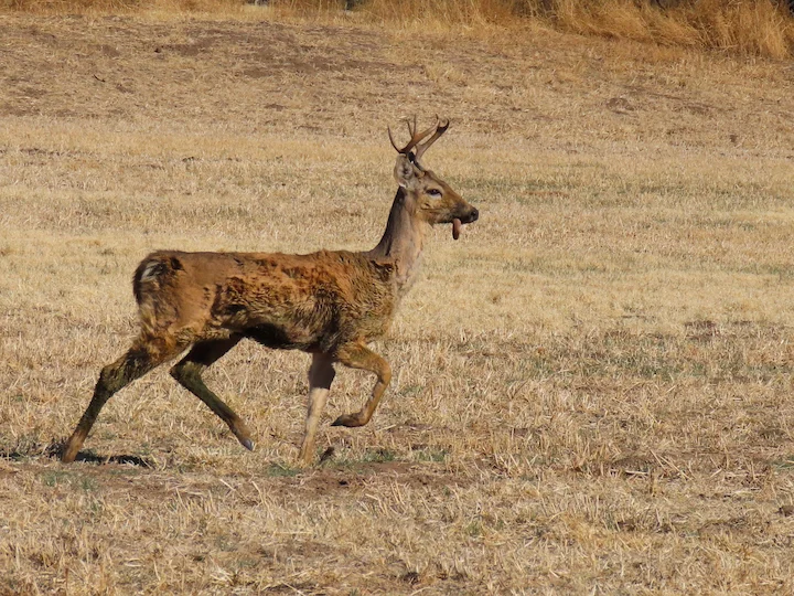 Weißwedelhirsch (Coues-Hirsch) (Odocoileus virginianus couesi)