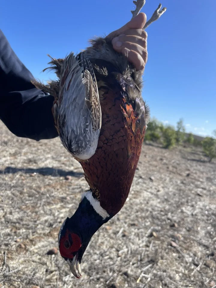 Pheasant Hunting in Morocco: Best Locations, Seasons & Costs 🦚

Morocco isn’t just a land of spices and souks—it’s a rugged, game-rich country with a deep hunting tradit