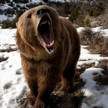 Сегодня встретился в тайге с шатуном. Страшный зверь! Весь какой-то клочковатый, худой, злющий... А дело так было. С утра мы с Серко пошли ловушки проверять - ставил я си