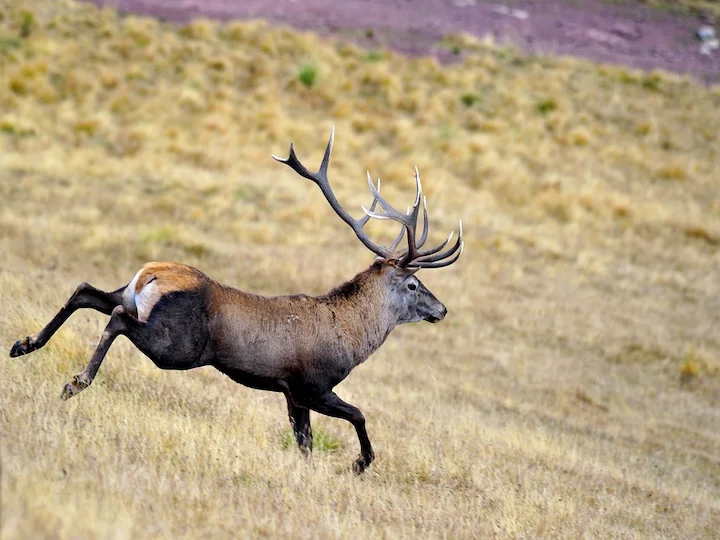 Марал (Червен елен) (Cervus elaphus maral)