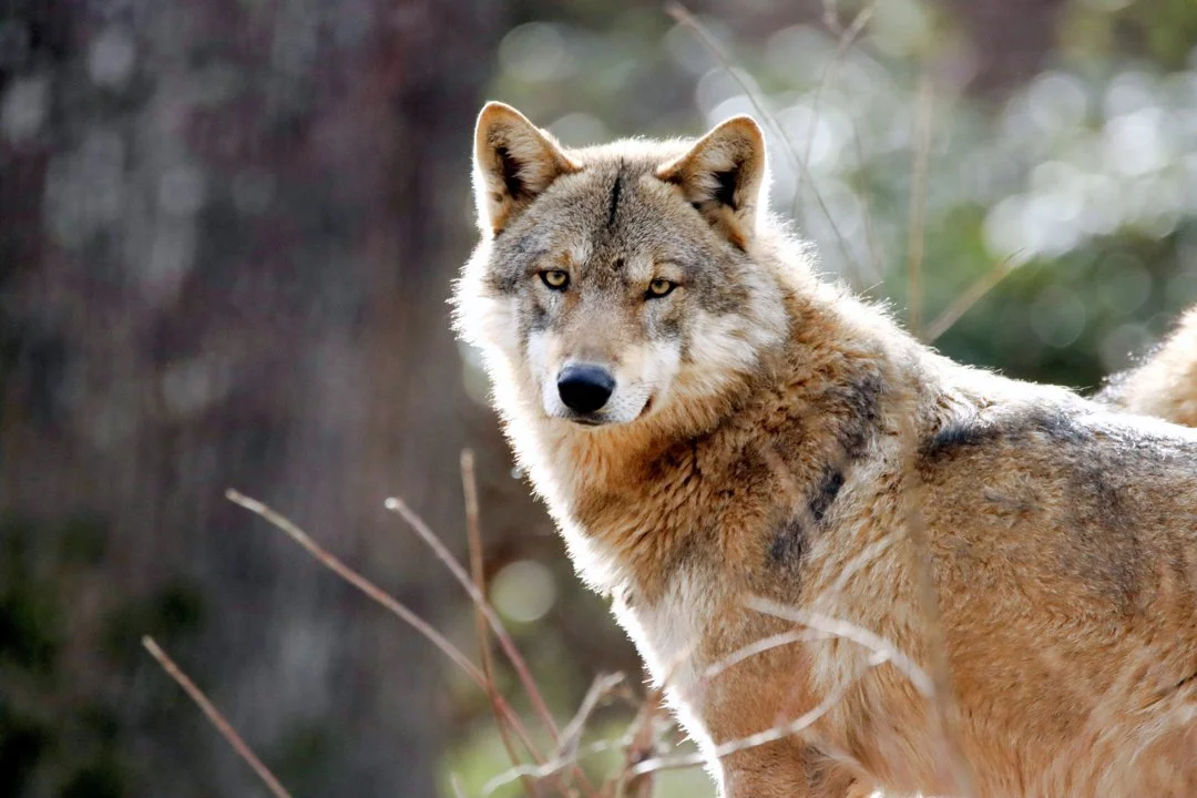Wolf Monitoring Liechtenstein 2026: Aktuelle Zahlen