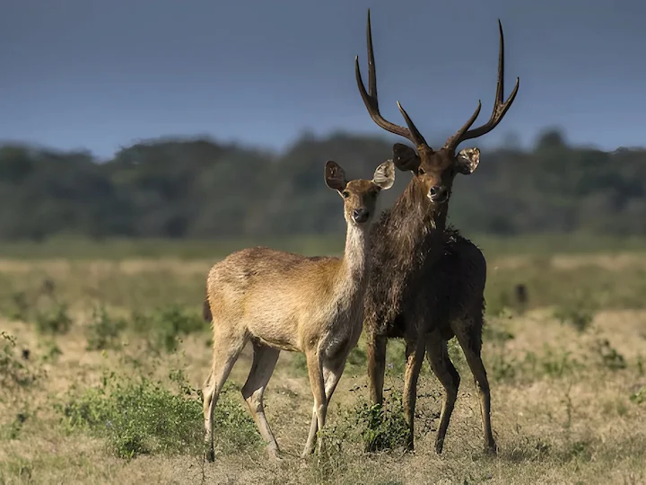 Թիմորյան եղջերու (Ջավանական եղջերու) (Cervus timorensis), 1 of 3