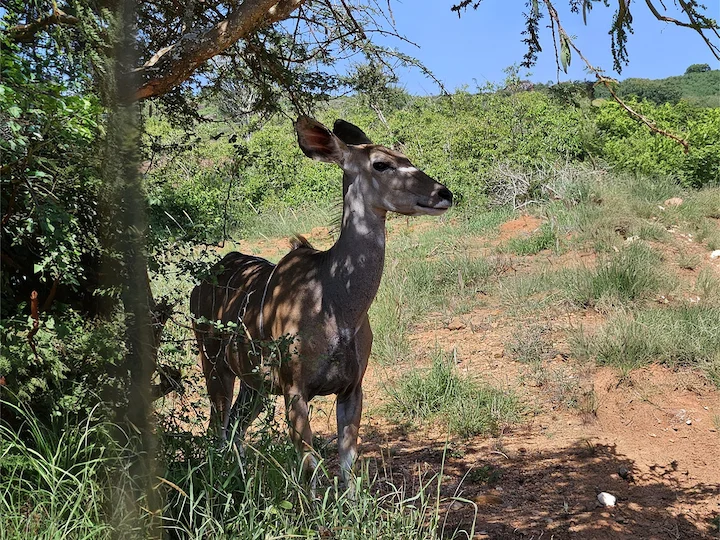 Groot koeëlappies (Chora-koeëlappies) (Tragelaphus strepsiceros chora), 2 of 3