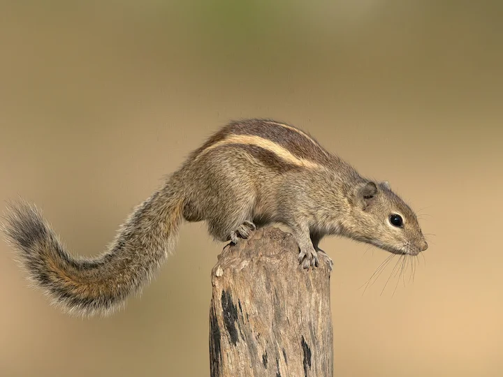 Հնդկական սկյուռ (Պալմային սկյուռ) (Funambulus palmarum), 3 of 3