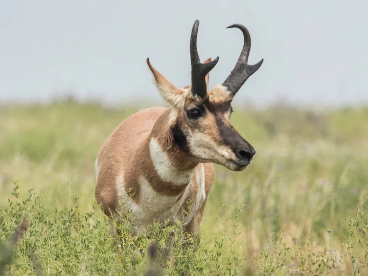 Gabelbock (Pronghorn) (Antilocapra americana)