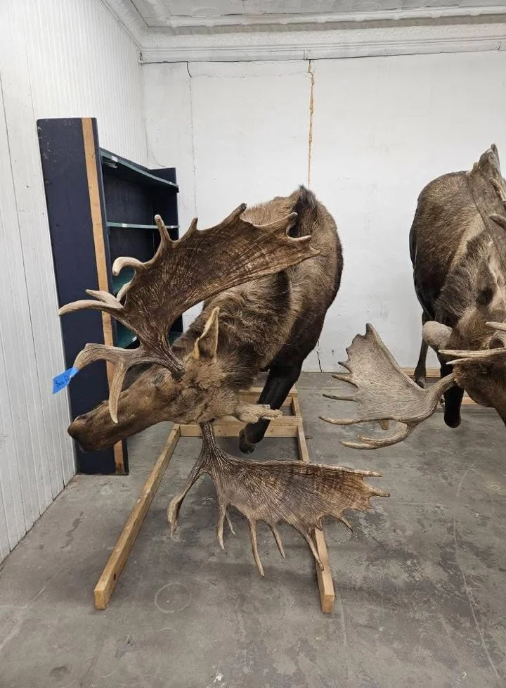 Full moose charging (repro antlers) 3️⃣5️⃣0️⃣0️⃣
Full moose laying  (real antlers) 3️⃣5️⃣0️⃣0️⃣
Full elk 2️⃣5️⃣0️⃣0️⃣
Full grizzly (Small one) 2️⃣0️⃣0️⃣0️⃣
Full Black bea