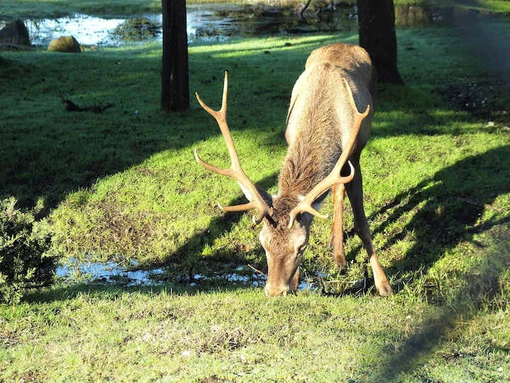 Марал (Червен елен) (Cervus elaphus maral)