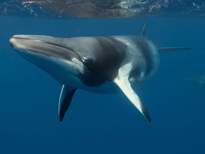 Minkeval (Spetsnosad val) (Balaenoptera acutorostrata)
