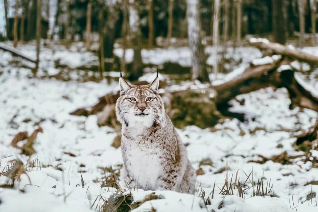 Sweden Lynx Hunting Faces Legal Challenge: Conservation Group Appeals Court Decision