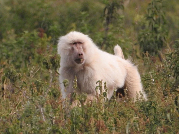 Olive Baboon (Anubis Baboon) (Papio anubis)