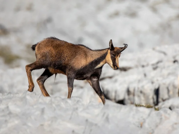 Cantabrian Chamois (Rupicapra pyrenaica parva)