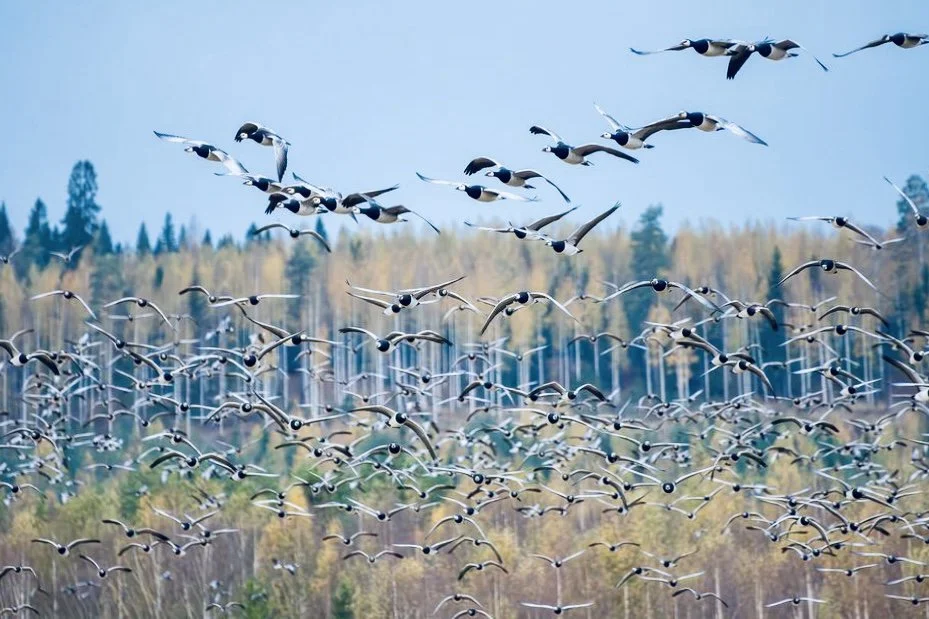 Thousands of Geese Eclipse the Harvest in Finland that is a silent invasion.