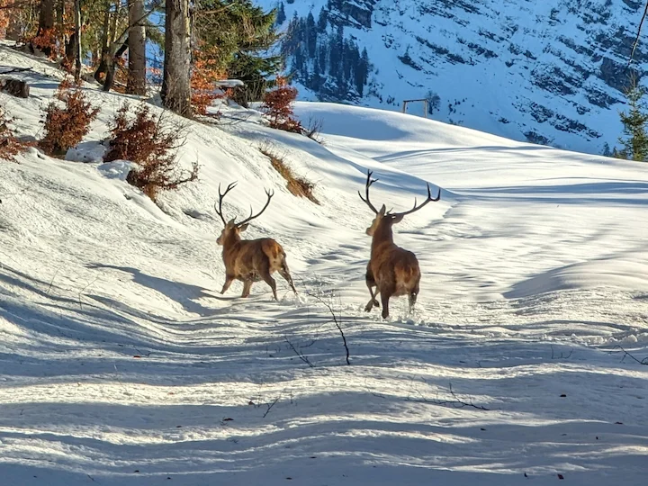 Cervo rosso
