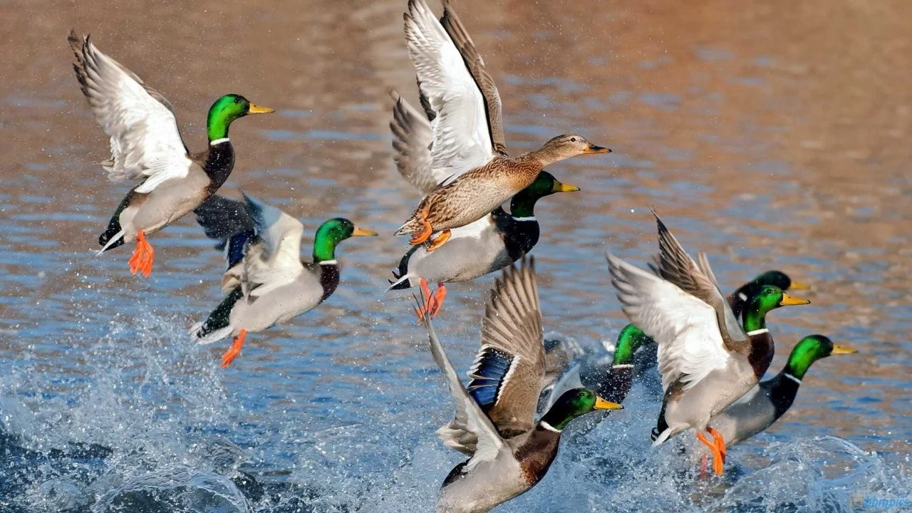 Missouri's New $60 Migratory Bird Permit for Non-Residents: What Hunters Need to Know for 2026