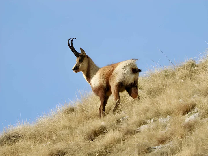 ماعز الجبال البريني (الماعز البريني المزخرف)