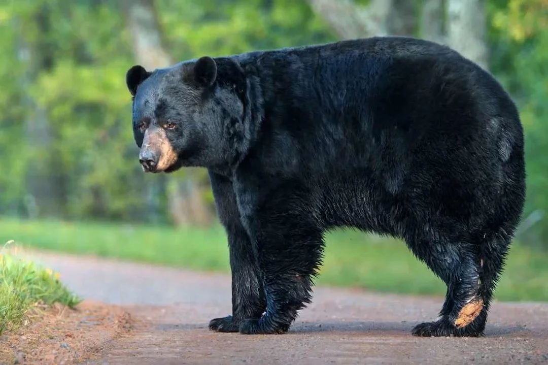 Wisconsin Black Bear Forced from Den by Early Melt, Takes Refuge in Tree