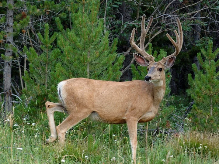 Մուլ եղջերու (Կիսամուլ եղջերու) (Odocoileus hemionus hemionus), 3 of 3