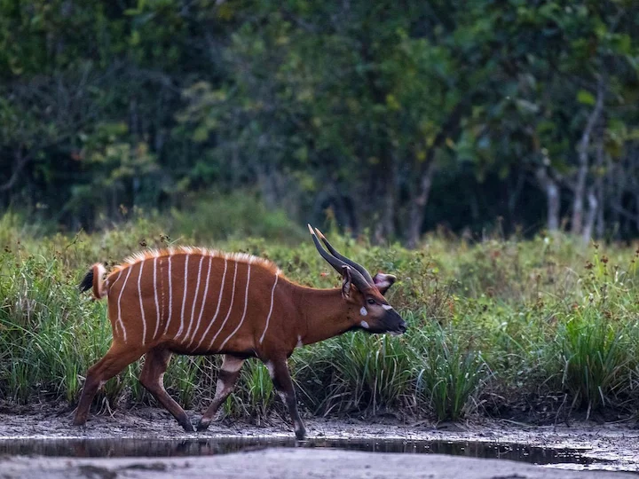 Riesenantilope (Große Kudu) (Tragelaphus eurycerus eurycerus)
