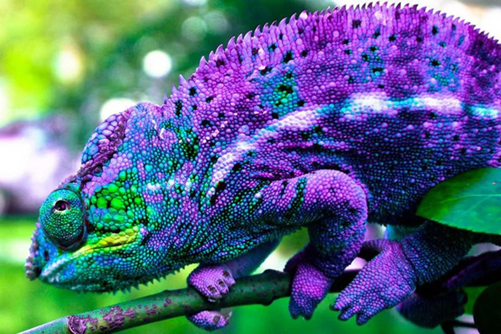 Critically endangered chameleon discovered outside its known habitat in Madagascar