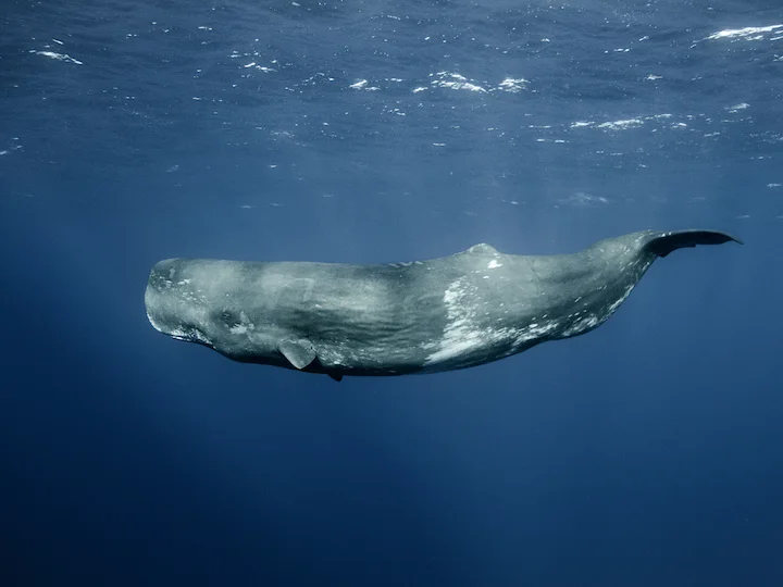 Cachalot commun (Physeter macrocephalus)