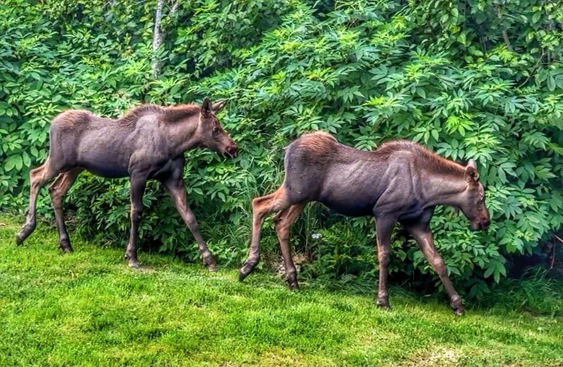 What I saw and photographed recently based out of Homer, Alaska