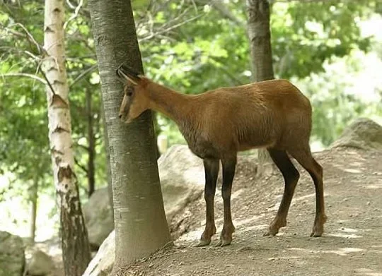 The Pyrenean Chamois is a mountain game that lives in the Pyrenees, in the south-west of France