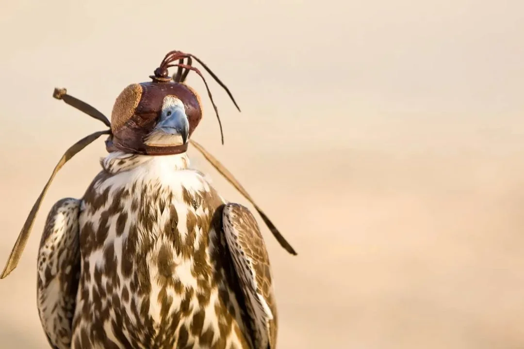 Zagora: A Traditional Falconry Destination in the Heart of Morocco