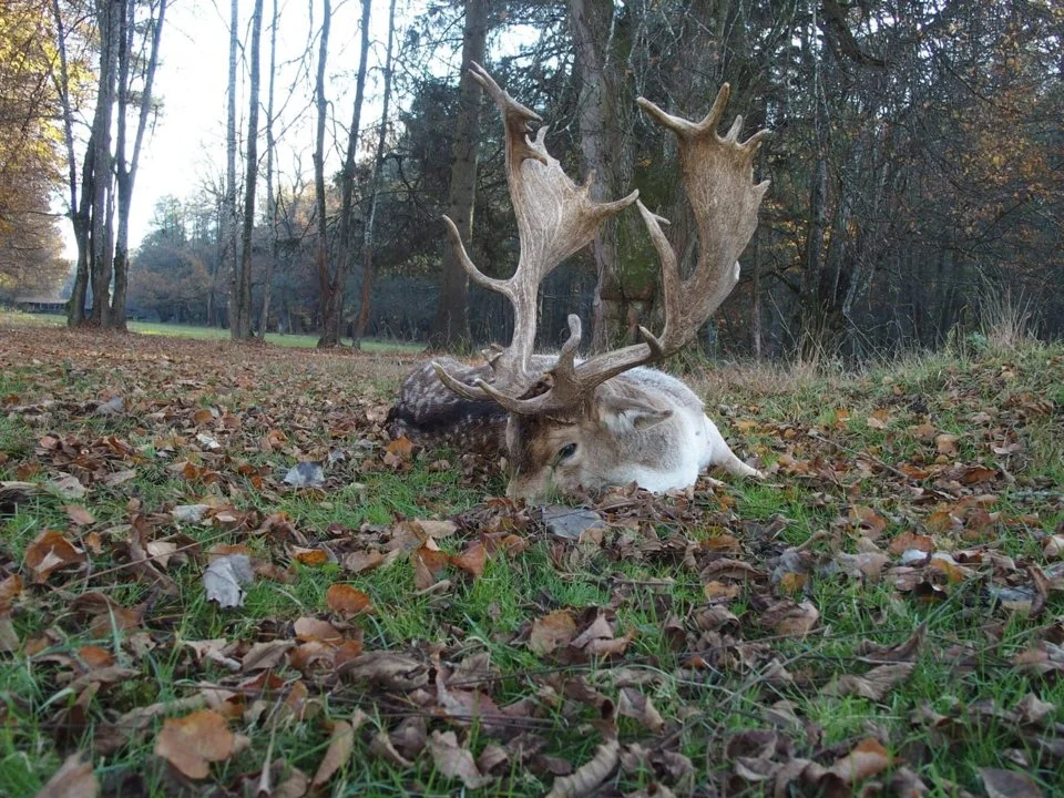 Jagd in Amstetten: Top-Reviere, Landschaftscharakteristik, Wildarten, Bestimmungen, Jagdmethoden, Jagdzeiten, Jägerstatistik, Bräuche, Jagdorganisationen, Fakten

Top-Rev