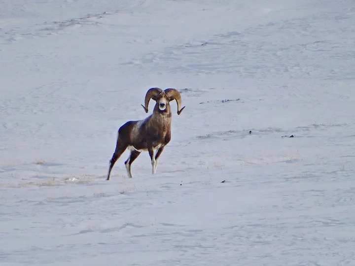 Argali (Kulanschaf) (Ovis ammon collium)