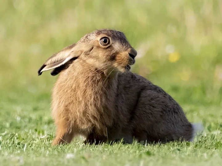 Եվրոպական ճագար (Կիպրոսյան ճագար) (Lepus europaeus cyprius), 2 of 3