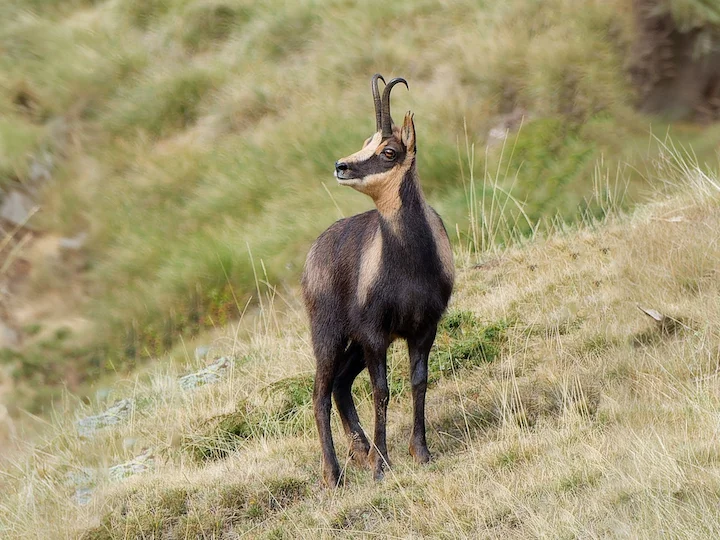 Camoscio dei Pirenei