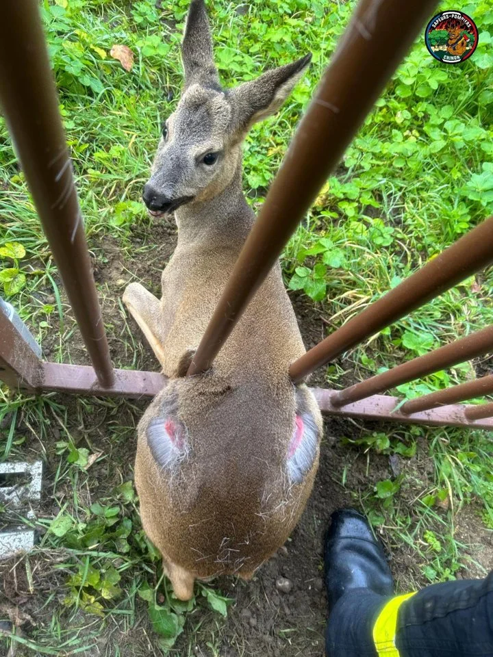 Chinon: un chevreuil miraculeusement sauvé après s'être coincé dans un portail