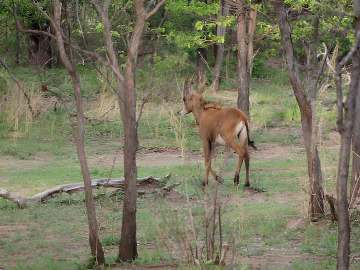 Ռուզվելտի հիպոտրագ (Սև հիպոտրագ) (Hippotragus niger roosevelti), 2 of 3