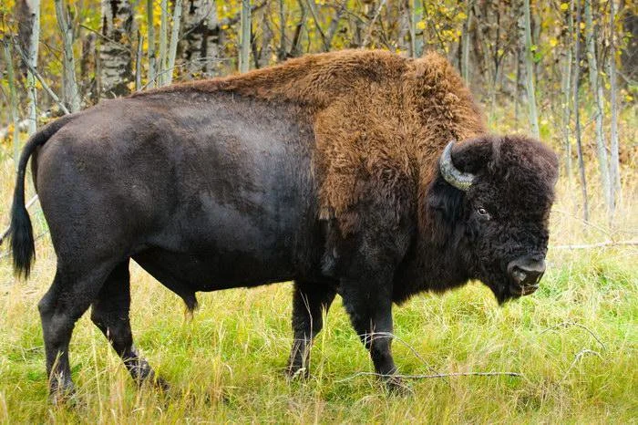 Americký bizon
Bisonte Americano (Španělsko), Bison (G), North American Bison (F). Většina Severoameričanů mu říká buvol, ale není to pravý buvol jako ti, kteří se vyskyt