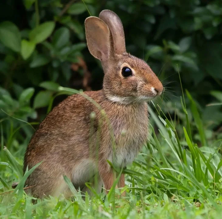 Vlaktehaas (Floridahaas) (Sylvilagus floridanus), 3 of 4