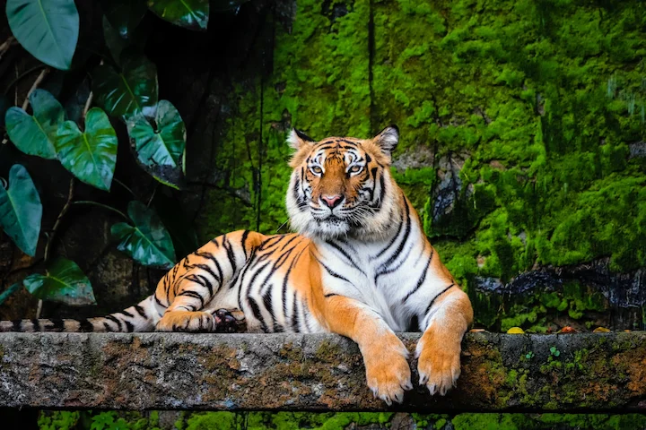 Бенгальский тигр: величественный хищник джунглей 🐅.