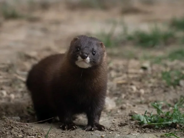 Europäischer Nerz (Steppennerz) (Mustela lutreola)