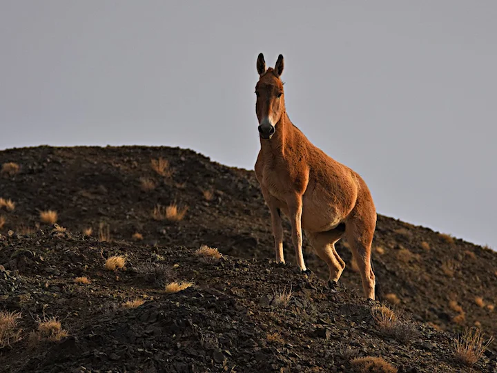 Կիսավայրի էշ (Մոնղոլական կիսավայրի էշ) (Equus hemionus hemionus), 3 of 3