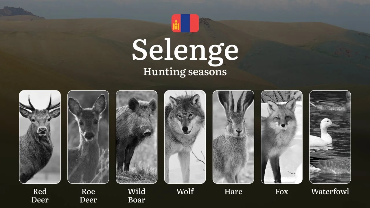 Hunting Periods and Local Rules in Selenge: Species You Can Hunt Throughout the Year, Seasonal Activity of Game, and the…
