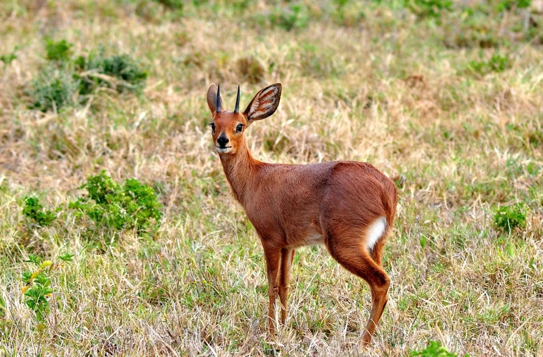 Klipspringer (Swartoor-klipspringer) (Raphicerus melanotis), 5 of 5