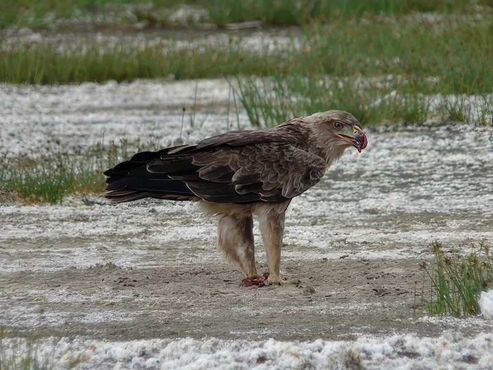 Aquila bruna (Aquila rapax)