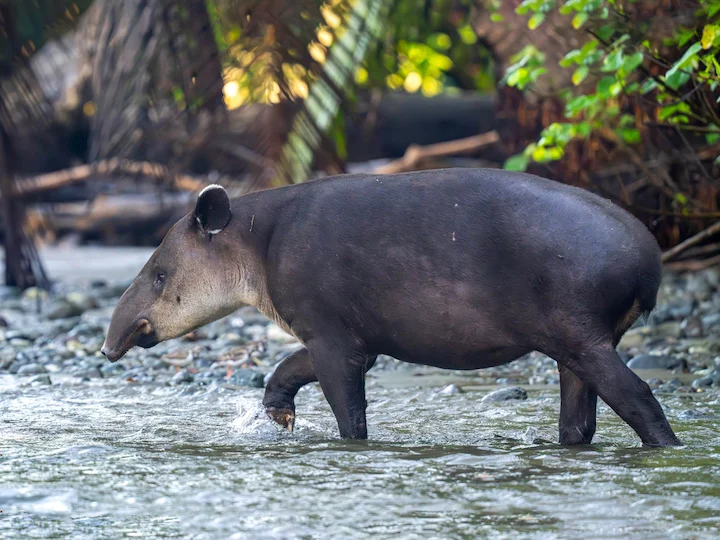 Baird se tapir (Tapirus bairdii), 2 of 3