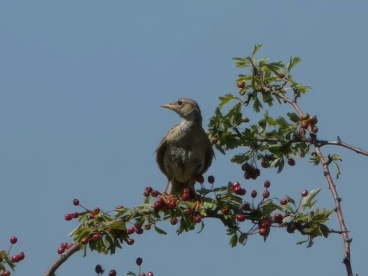 云雀 (Alauda arvensis)