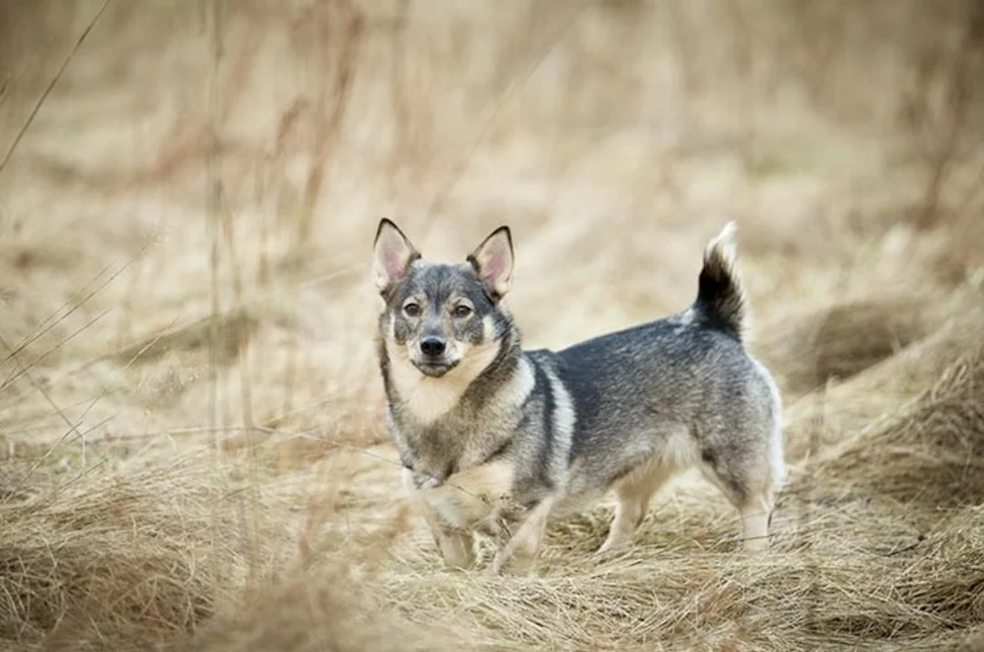 The Swedish Vallhund: A Hunter's Secret Weapon