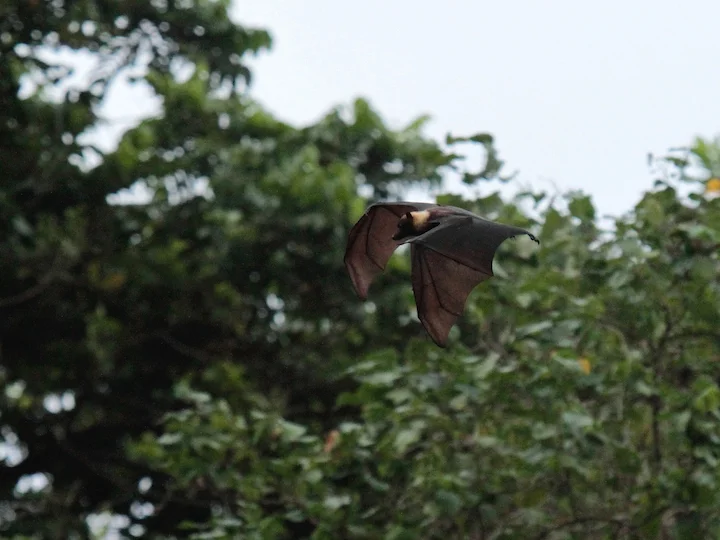 Pacific Flying Fox (Tongan Flying Fox, Insular Flying Fox) (Pteropus tonganus)